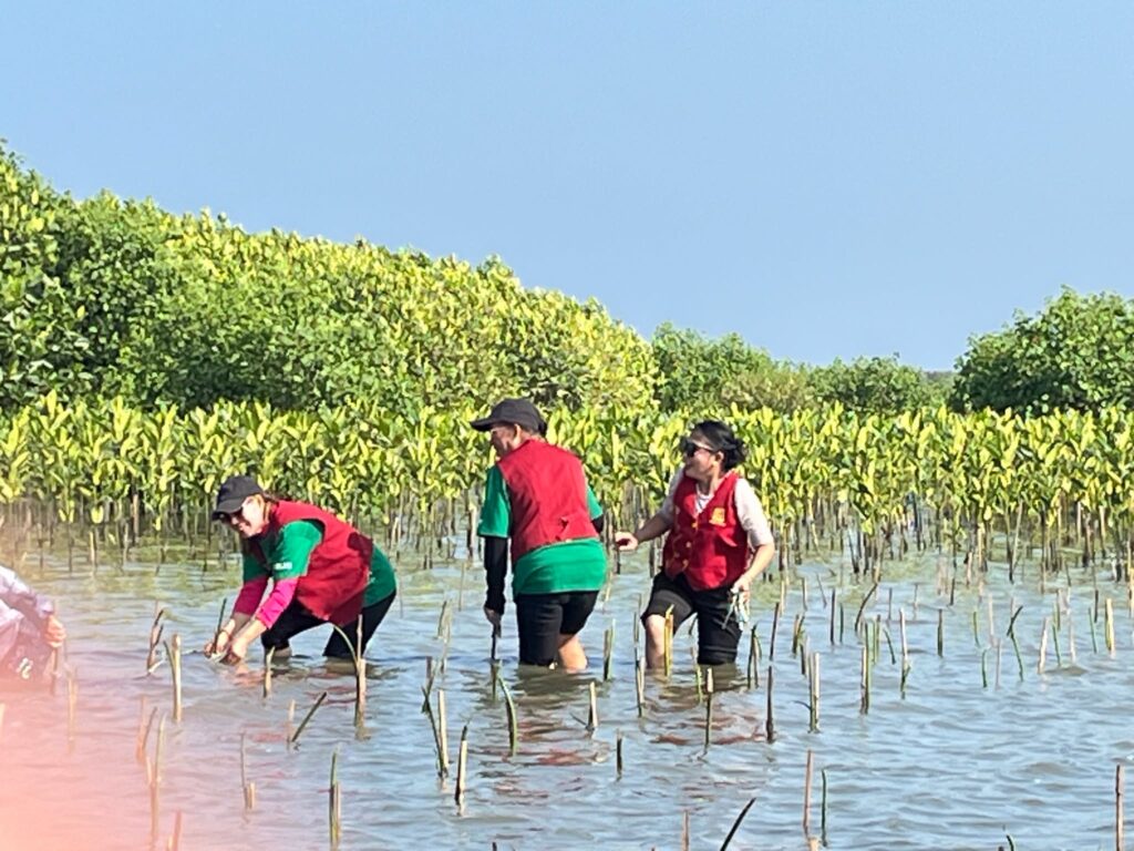 Mangrove Planting 3