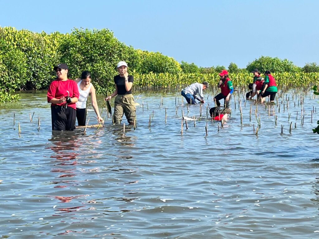 Mangrove 8