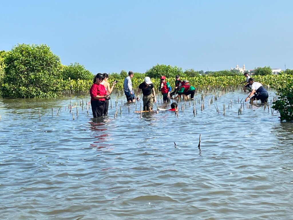 mangrove 11