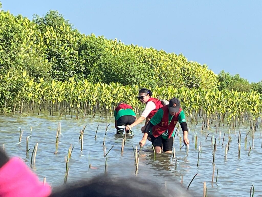 Mangrove Plan