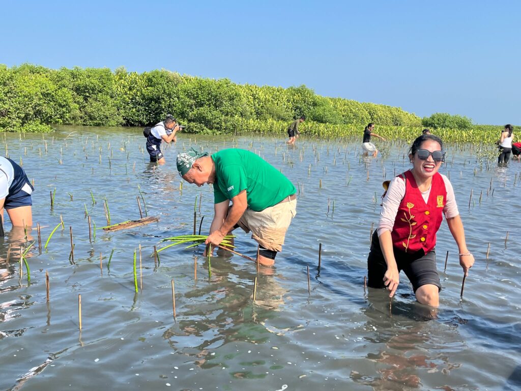 Mangrove 10