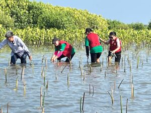 Mangrove Planting